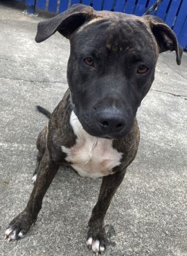 https://www.townsville.qld.gov.au/__data/assets/image/0030/322797/A59640-dog.jpeg