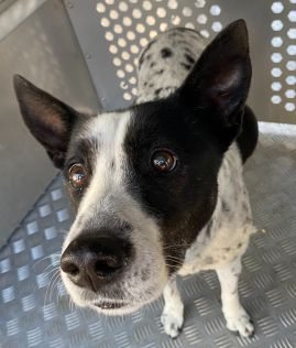 https://www.townsville.qld.gov.au/__data/assets/image/0030/327765/A68282.jpeg