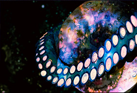 Sculptural Projection Sculptural Projection