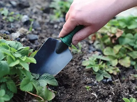 Someone digging out plants with a trowel