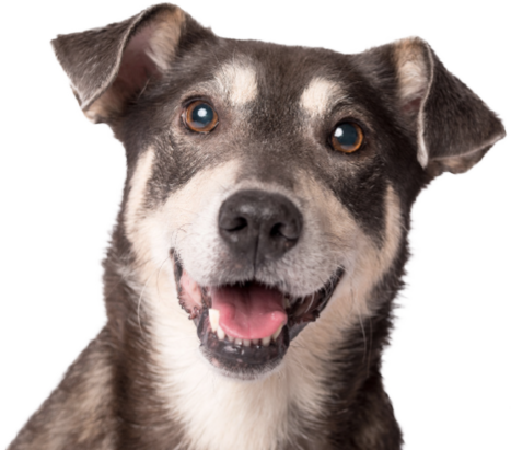 A happy dog