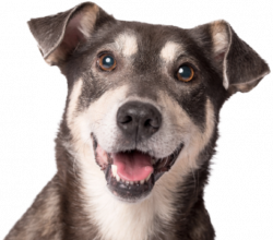 Dog - thumbnail
