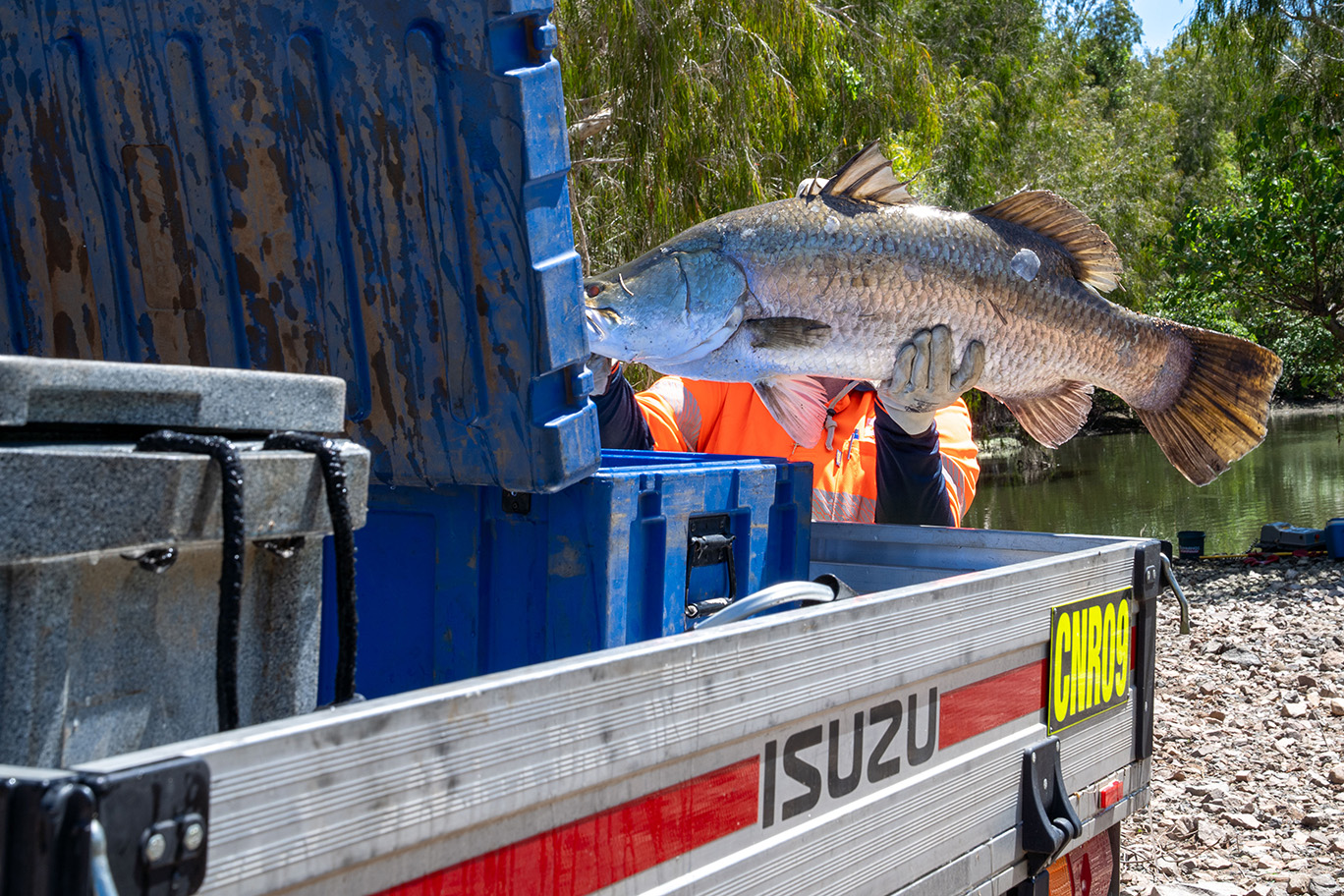 Barramundi being loaded into tanks to be rehomed downstream.