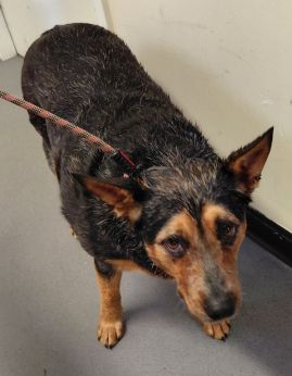 https://www.townsville.qld.gov.au/__data/assets/image/0031/322798/A66673-dog.jpg