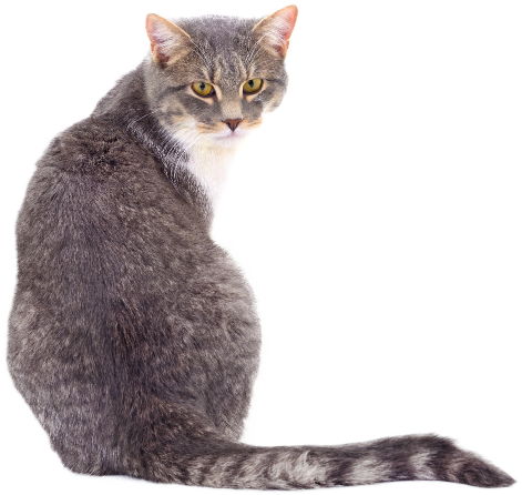 A cat looking over their shoulder