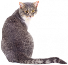 Cat - thumbnail