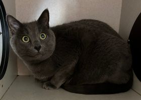 https://www.townsville.qld.gov.au/__data/assets/image/0032/283199/A64929-cat.jpeg