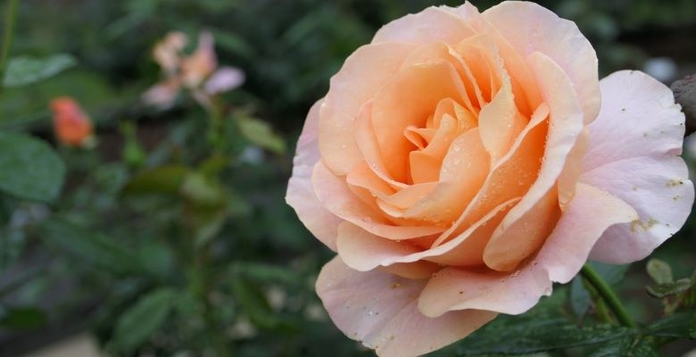 Queens Gardens features 20 varieties of roses, including rare ones. Queens Gardens features 20 varieties of roses, including rare ones.