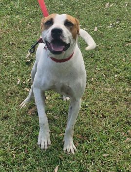 https://www.townsville.qld.gov.au/__data/assets/image/0032/317579/A68351Dog.jpg