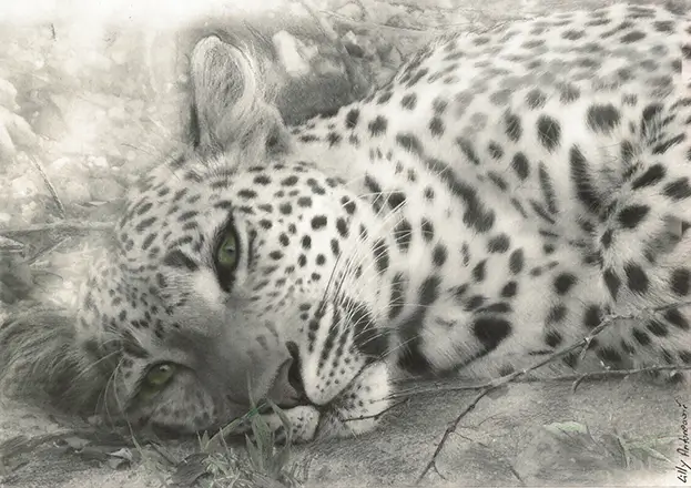 Lilly Anoneavic, Wistful Leopard, 2020