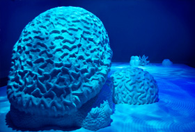 Sweet Barrier Reef, sugar and polystyrene, 50 x 150 x 15 cm. Campbelltown Arts Centre, Sydney, 2010 Sweet Barrier Reef, sugar and polystyrene, 50 x 150 x 15 cm. Campbelltown Arts Centre, Sydney, 2010