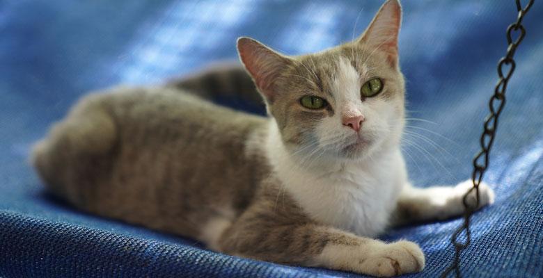 Cat at the Animal Care and Adoption Centre Cat at the Animal Care and Adoption Centre