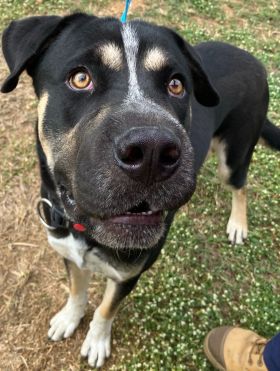 https://www.townsville.qld.gov.au/__data/assets/image/0033/275928/A64618-dog.jpeg