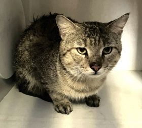 https://www.townsville.qld.gov.au/__data/assets/image/0033/287754/A62186-cat.jpeg