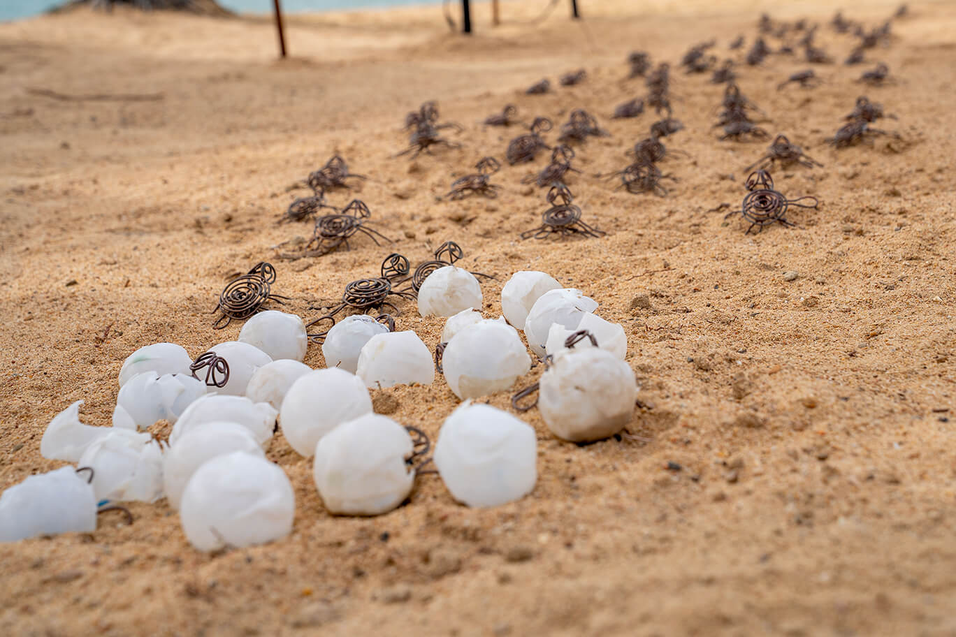 Baby turtles made of recycled copper wire and repurposed upcycled milk bottled hatching out of eggs and crawling toward the ocean