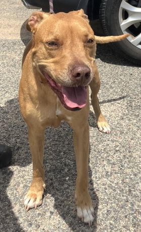 https://www.townsville.qld.gov.au/__data/assets/image/0033/290958/A66398-dog.JPG