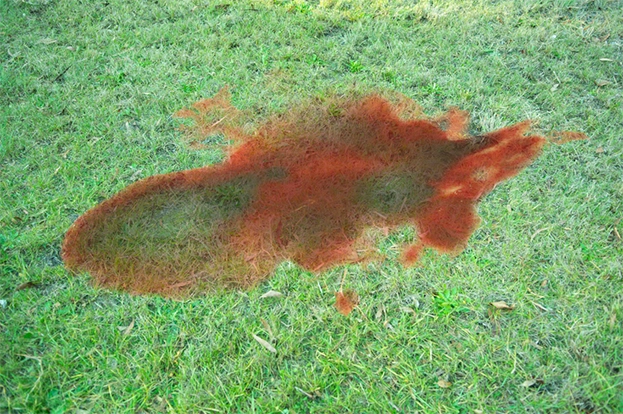 Anthony Sawrey, The Stain, 2025