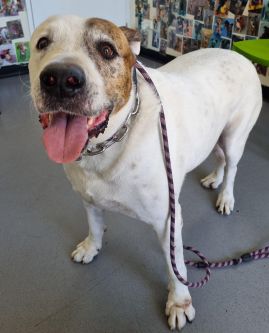 https://www.townsville.qld.gov.au/__data/assets/image/0034/298492/A67323-dog.jpg