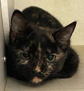 https://www.townsville.qld.gov.au/__data/assets/image/0034/327976/A67686-cat.jpeg