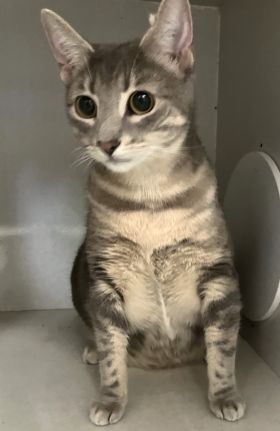 https://www.townsville.qld.gov.au/__data/assets/image/0035/290996/A67231-cat.jpeg
