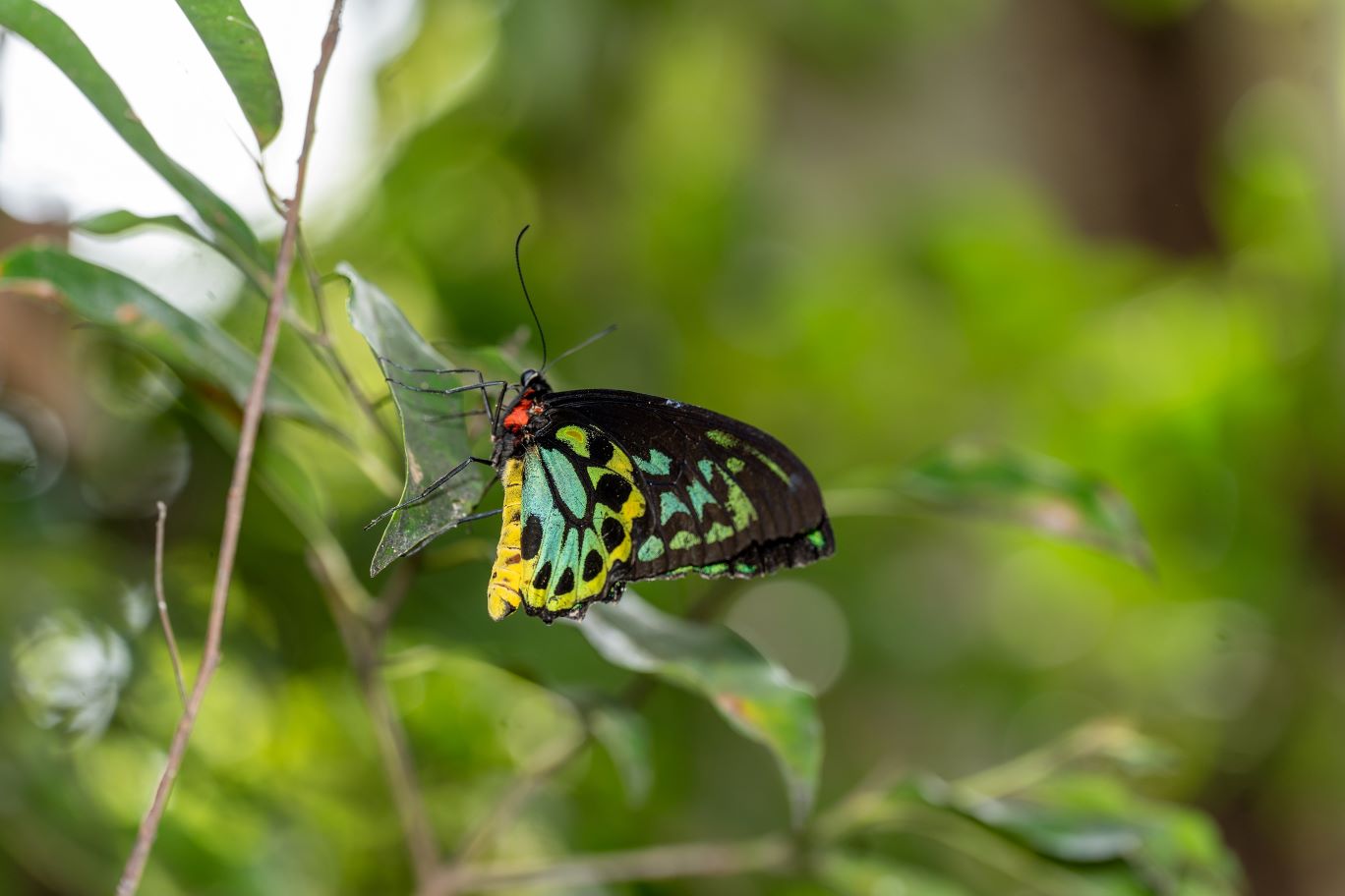 A Cairns Birdwing Butterfly, located at the Rowes Bay Sustainability Centre.