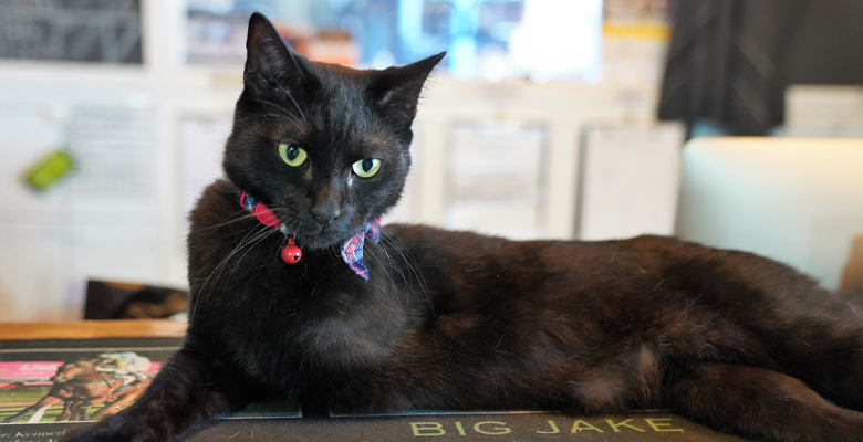 Local business Feed2Go adopted Greg to keep a lookout at the store.