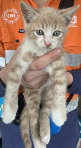 https://www.townsville.qld.gov.au/__data/assets/image/0036/297927/A67304-cat.JPG