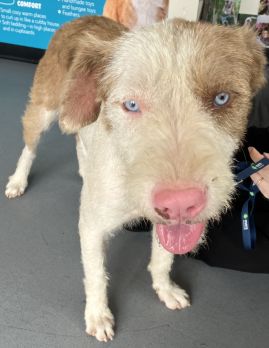 https://www.townsville.qld.gov.au/__data/assets/image/0037/297928/A67305-dog.JPG