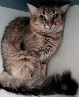 https://www.townsville.qld.gov.au/__data/assets/image/0037/327979/A67687-cat.jpg