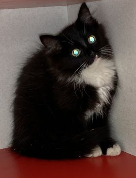 https://www.townsville.qld.gov.au/__data/assets/image/0039/286995/A64378-cat.jpeg