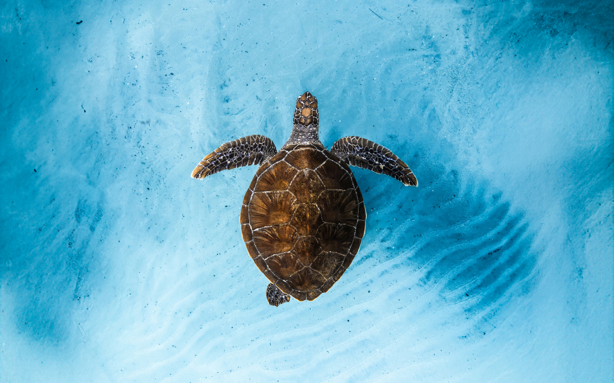 Ocean Film Festival World Tour 2026 image