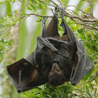 Black flying-fox (Pteropus Alecto)